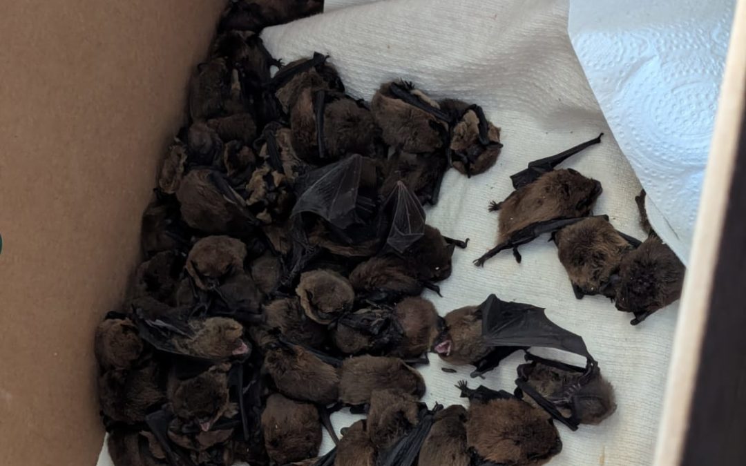 Le réseau francilien au secours de pipistrelles en détresse