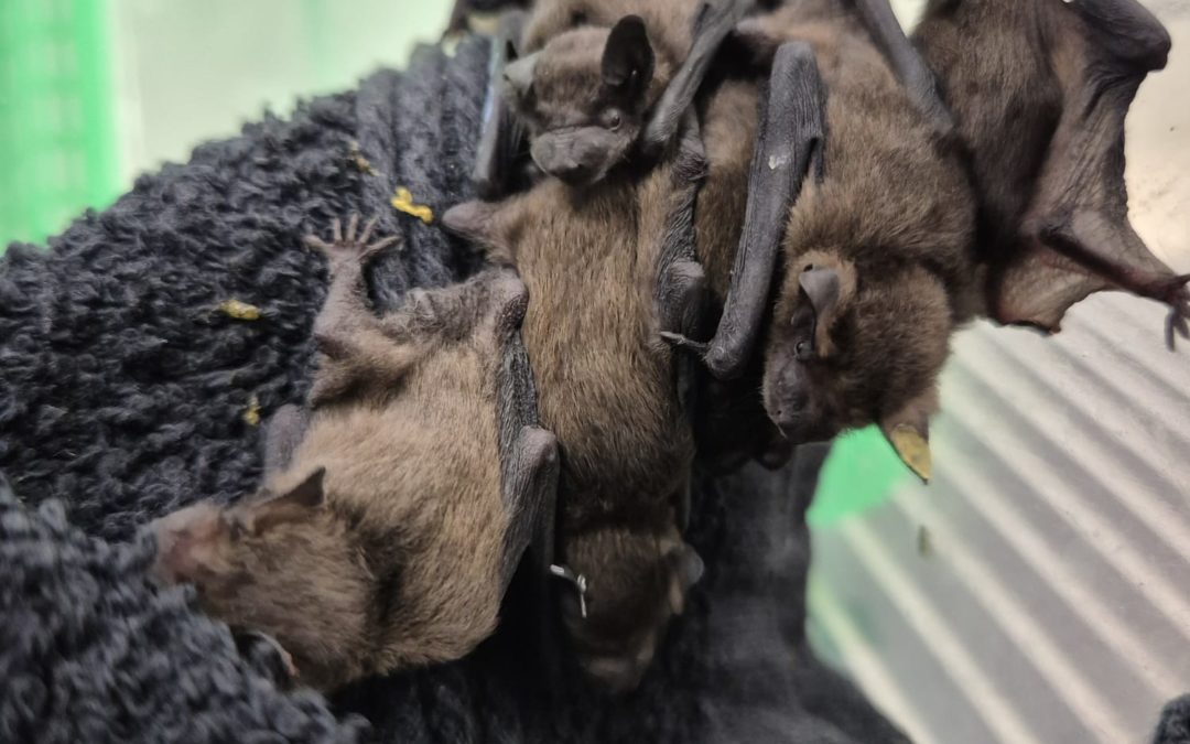 Canicule : les chauves-souris en détresse
