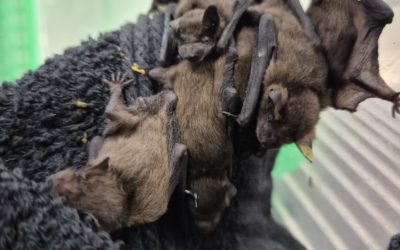 Canicule : les chauves-souris en détresse